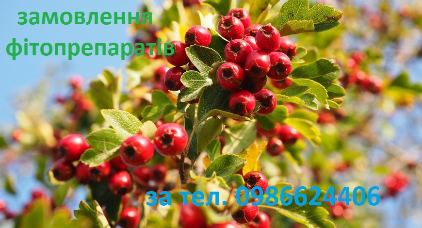 І ГАРНЮЩИЙ, І ЦІДЮЩИЙ--ГЛІД