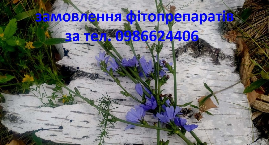 На Петрів піст цвітуть блакитними сніжинками Петрові батоги-Цикорій. Цілюща рослина, подарована нам Українською Природою.