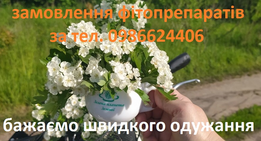 Кучерявиться цвіт глоду… У ліс цього року – зась, бо заміновано… Квітує глід без нашого любування, тільки бджолам радість – розцвів ще один весняний медонос.