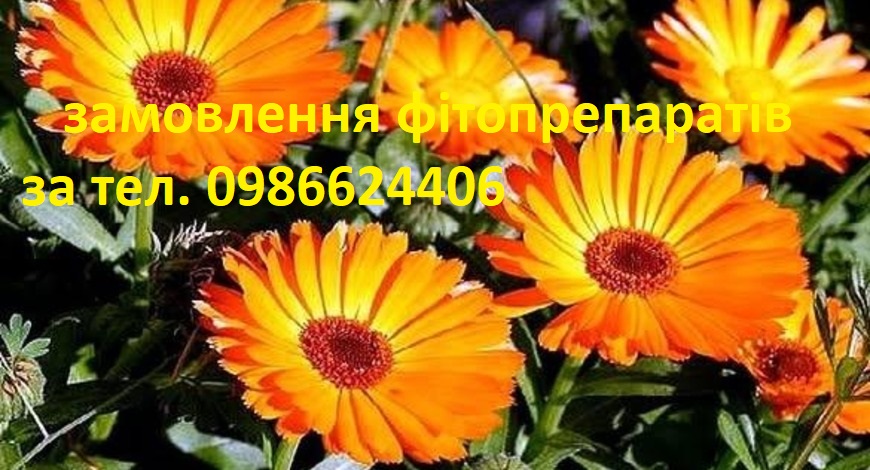 ЦВІТ КАЛЕНДУЛИ ДОДАЄ СОНЦЯ ВАШИМ ПАЛІСАДНИКАМ