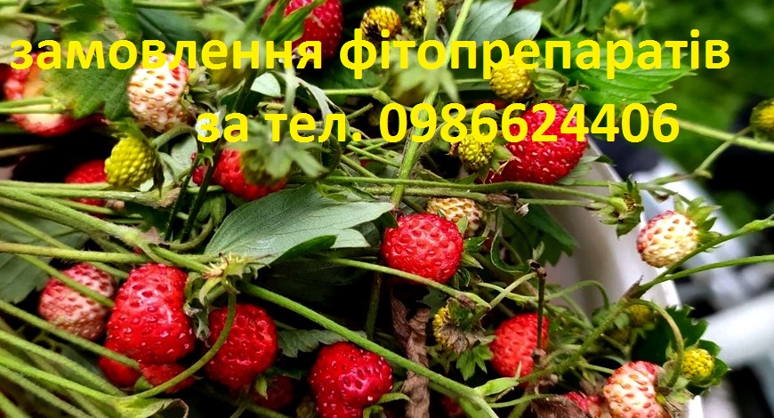 Суниця – рубінова лісова чарівниця, має неповторний смак і аромат, символ літа. 