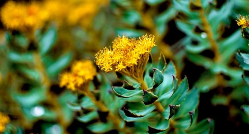 Родіола, оливник, золотий корінь, скрипун - все це назви однієї дуже цілющої рослини