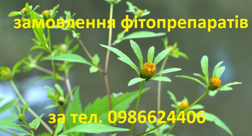 ЧЕРЕДА, ВОНА Ж ЗОЛОТУШНА ТРАВА, КОЗЯЧІ РІЖКИ, ПРИЧЕПА, БОЛОТНА СТРІЛКА, ДВУЗУБЕЦЬ, СОБАЧНИК... ЧЕРЕДА, ВОНА Ж ЗОЛОТУШНА ТРАВА, КОЗЯЧІ РІЖКИ, ПРИЧЕПА, БОЛОТНА СТРІЛКА, ДВУЗУБЕЦЬ, СОБАЧНИК...