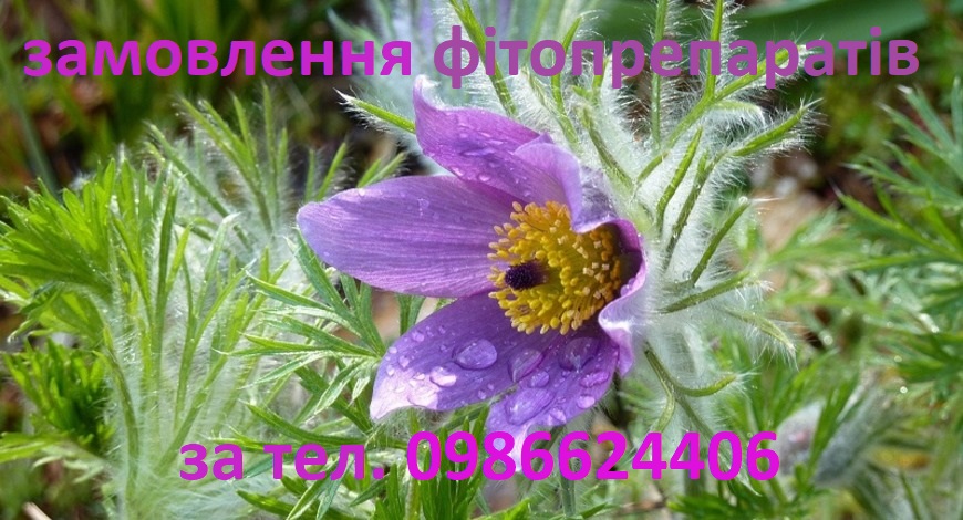 ЦІЛЮЩА РОСЛИНА ЧЕРВОНОЇ КНИГИ--СОН ТРАВА. КВІТИ СОН-ТРАВИ ПОВЕРТАЮТЬСЯ ЗА СОНЦЕМ, ПОДІБНО ДО СОНЯШНИКІВ, ЦЕ ДАЄ МОЖЛИВІСТЬ ОТРИМУВАТИ БІЛЬШЕ СОНЯЧНОГО СВІТЛА У ЩЕ ПРОХОЛОДНІ ВЕСНЯНІ ДНІ.