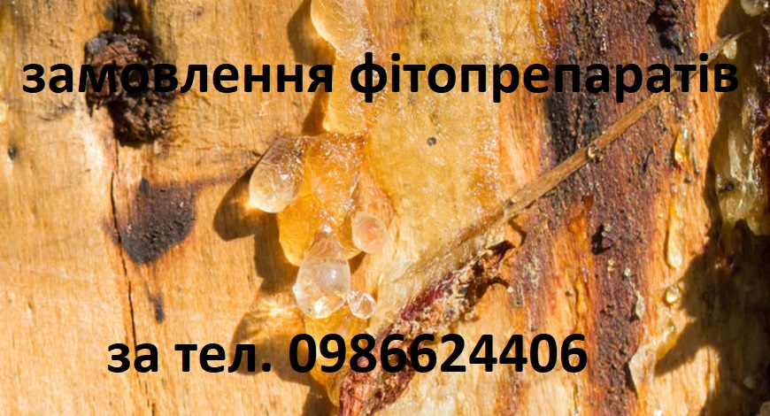 ЖИВИЦЯ--ЦЕ МАЙБУТНІЙ БУРШТИН (ЯНТАР), ВИКОРИСТОВУЮЧИ І ВТИРАЮЧИ МАЗІ НА ОСНОВІ ЖИВИЦІ, ВИ ЗЦІЛЮЄТЕСЯ КОШТОВНИМИ ПРИРОДНІМИ МАТЕРІАЛАМИ.