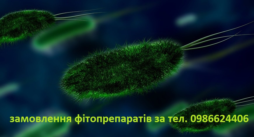 У нашому організмі бактерії жили, живуть і будуть жити. Інша справа, коли їх багато і вони нам жити не дають. Мова піде про Хелікобактер пілорі.